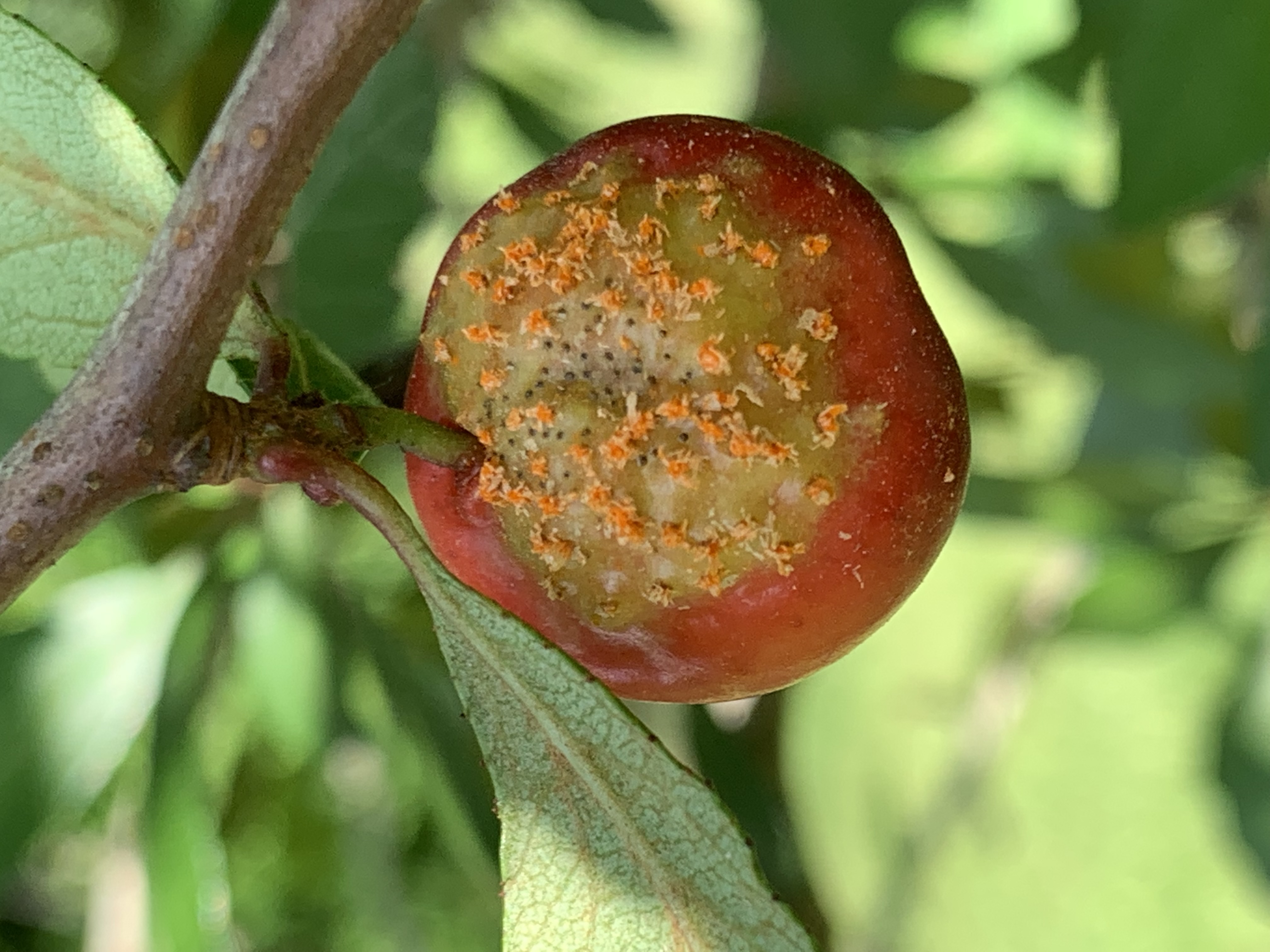 Red berry with signs of infection.